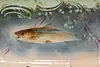 French Limoges Antique Hand Painted 7 Piece Fish Serving Set (5)