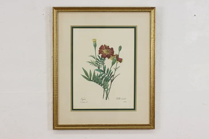 Marigolds Antique Botanical Print, Redoute 18.5" (1)