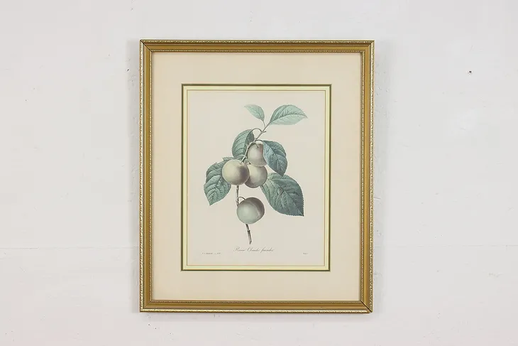 Reine-Claude Plum Antique Botanical Print, Redoute 18.5" (1)