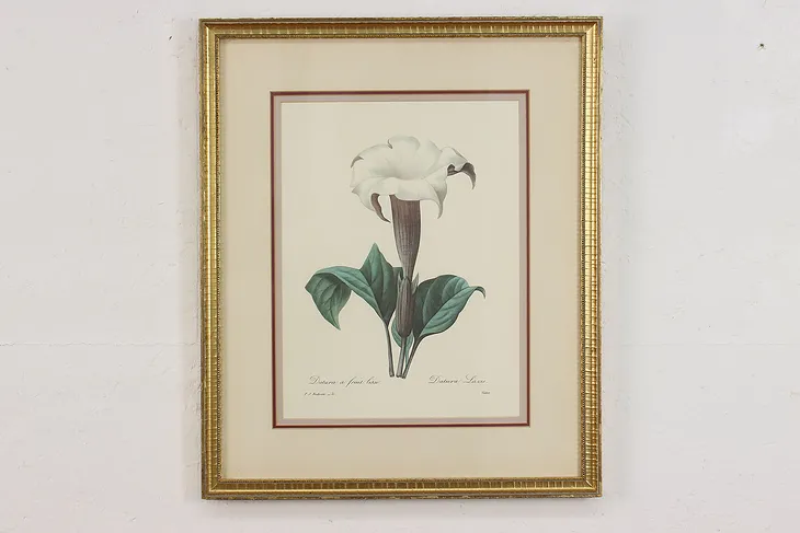 Dalura Lavis Antique Botanical Print, Redoute 18.5" (1)