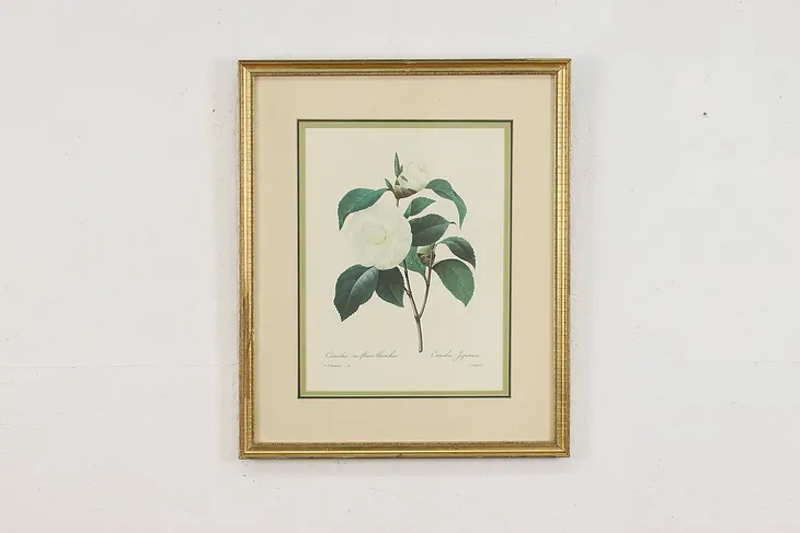 Camellia Japonica Antique Botanical Print, Redoute 18.5" (1)