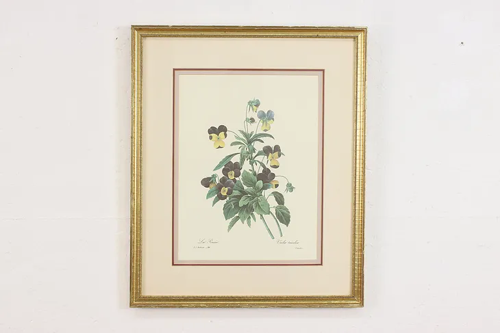 Wild Pansy Flower Antique Botanical Print, Redoute 18.5" (1)